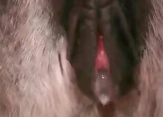 Big-dicked animal loves fucking humans in 3 minute clip