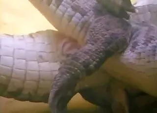 Lizard sex close-up: big genitals on screen, 42s