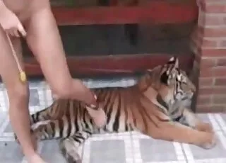 Huge Tiger Cock Wants to Fuck Bitches - Zoo Sex Scene with Real Animal