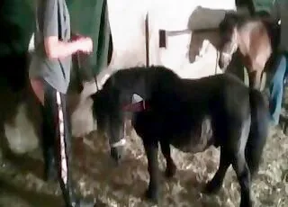 HD Pony Sex Movie Featuring a Skilled Stallion