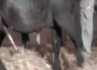 Dark horse enjoys a long interspecies fuck session